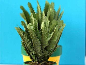 Diy Cute Pineapple Planters
