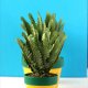 Diy Cute Pineapple Planters